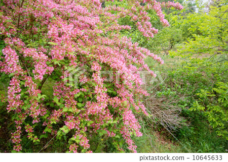 Weigela Weigela 10645633