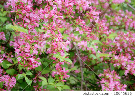 Weigela Weigela 10645636