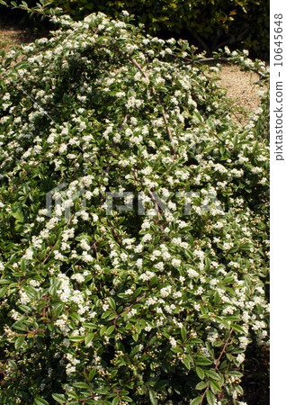 Cotone astor's flower 10645648
