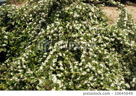 Cotone astor's flower 10645649