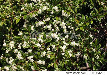 Cotone astor's flower 10645656