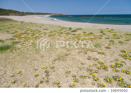 Aomori Prefecture Hachinohe City Osuga Coast "Japan's Nagisa / Hundred Selections" 10645692