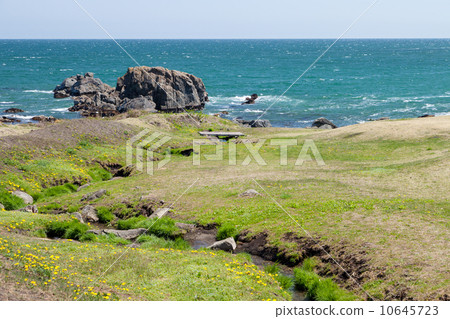 Aichi Prefecture Hachinohe City Species Coast 10645723