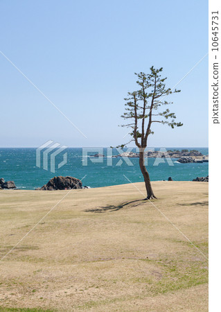 Aichi Prefecture Hachinohe City Species Coast 10645731