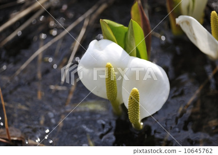 水芭蕉 水芭蕉 10645762