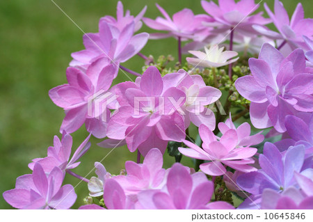 Hydrangea party Hydrangea party 10645846