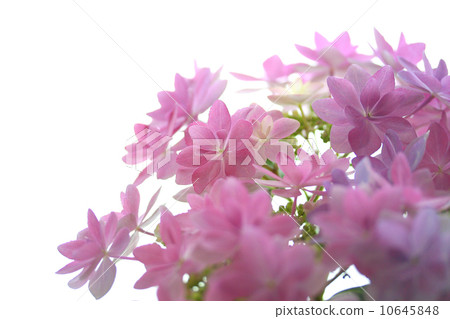 Hydrangea party Hydrangea party 10645848