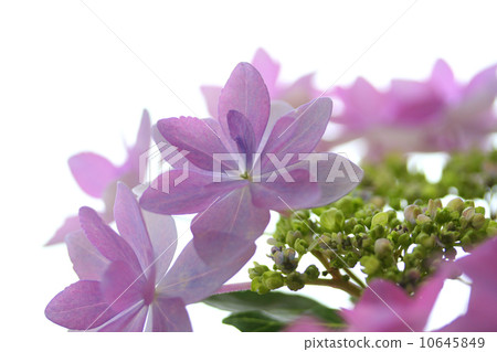 Hydrangea party Hydrangea party 10645849