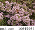 A bee 10645964