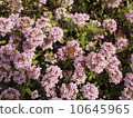 A bee 10645965