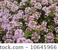 A bee 10645966