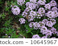 A bee 10645967