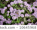 A bee 10645968