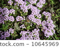 A bee 10645969