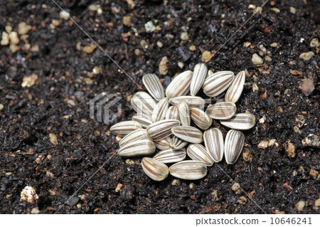 向日葵種子 向日葵種子 10646241