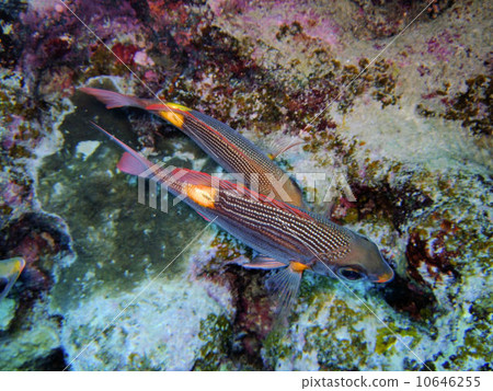 Sawfish Sawfish 10646255