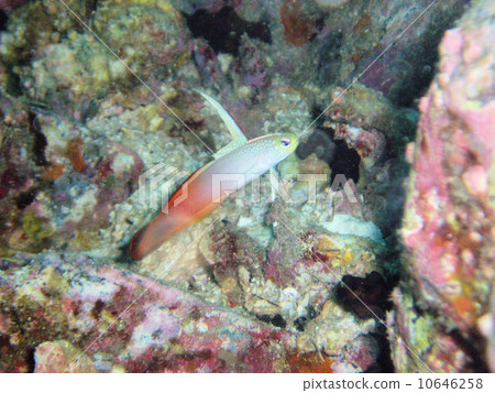 HATATATEHAZE 10646258