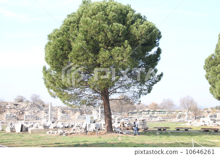在廢墟中的一棵樹 10646261