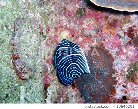 Tatejima Kinkaku Dai 10646291