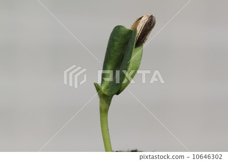 Central germination of sunflower 10646302