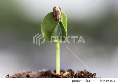 Central germination of sunflower 10646303