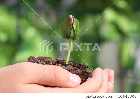 向日葵發芽兒童的手 10646305