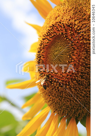 Sunflowers and honeybee 10646345