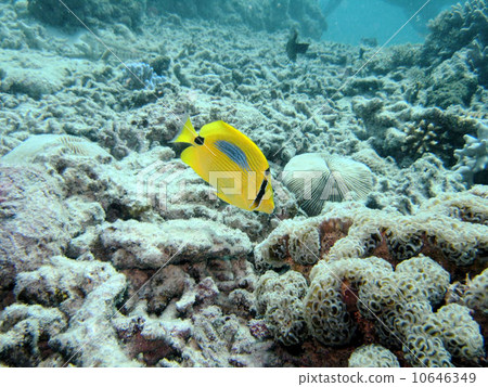 Sumitokitonosama dies Sumitokitonosama dies 10646349