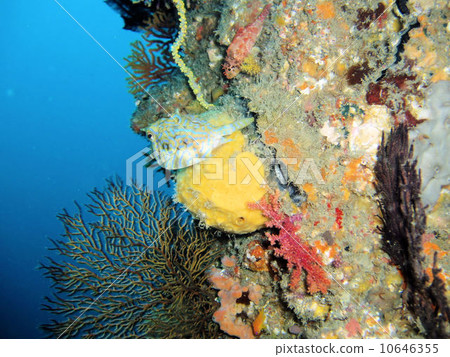 Shima misume 10646355