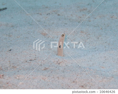 中國鰻魚 中國鰻魚 10646426