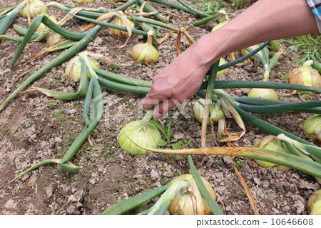 Harvesting onion 10646608