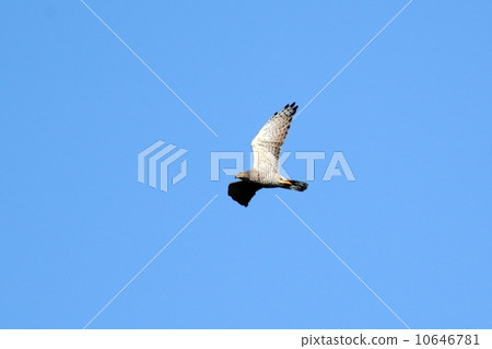 灰面鷲 10646781