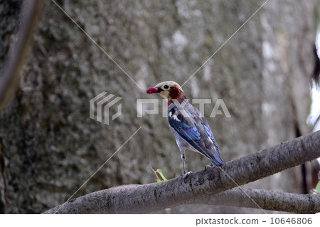 紫背椋鳥 紫背椋鳥 10646806