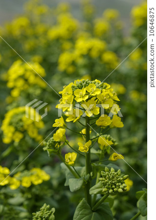 Ringing of Cheonggen 10646875