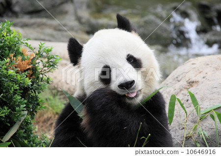 panda in Hong Kong 10646916