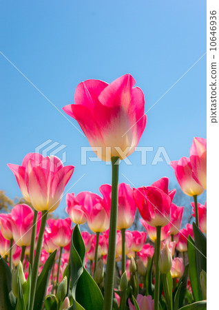 Tulip Tulip 10646936