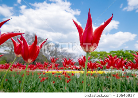 Tulip Tulip 10646937
