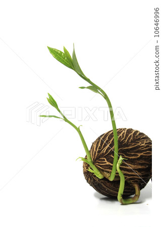 Grow seed Grow seed 10646996