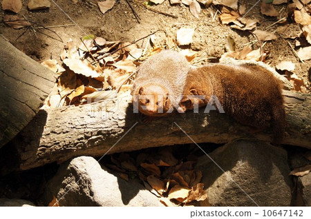 Kobito Mongoose 10647142