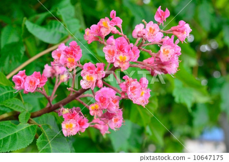 紅花栗子 10647175