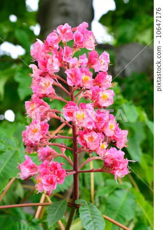 紅花栗子 10647176