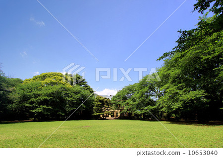 Fresh green of Komaba park Fresh green of Komaba park 10653040