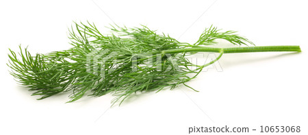 Fresh green dill 10653068