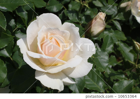 White Rose White Rose 10653364