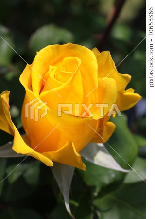 Yellow rose Yellow rose 10653366