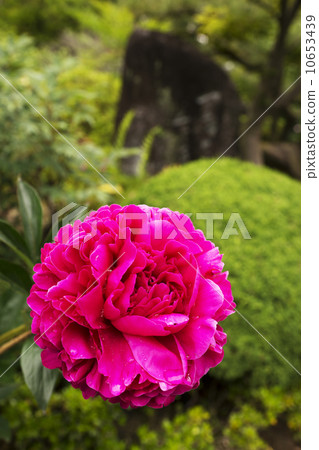 Ishikoji Spring Scenic view 10653439