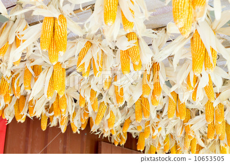 Dried corn Dried corn 10653505