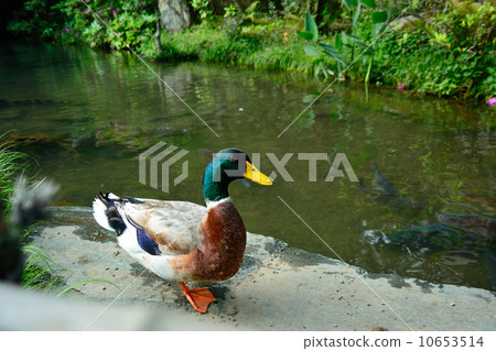 Duck in the temple Duck in the temple 10653514