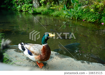 Duck in the temple Duck in the temple 10653515
