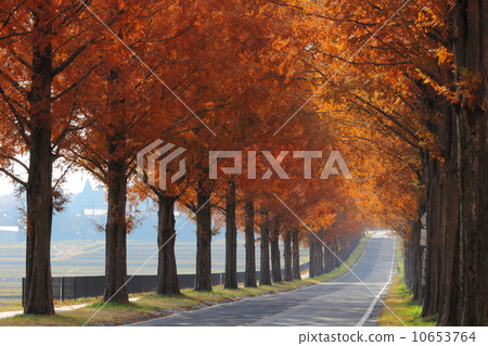 Makino Metasequoia Colored leaves of trees 10653764